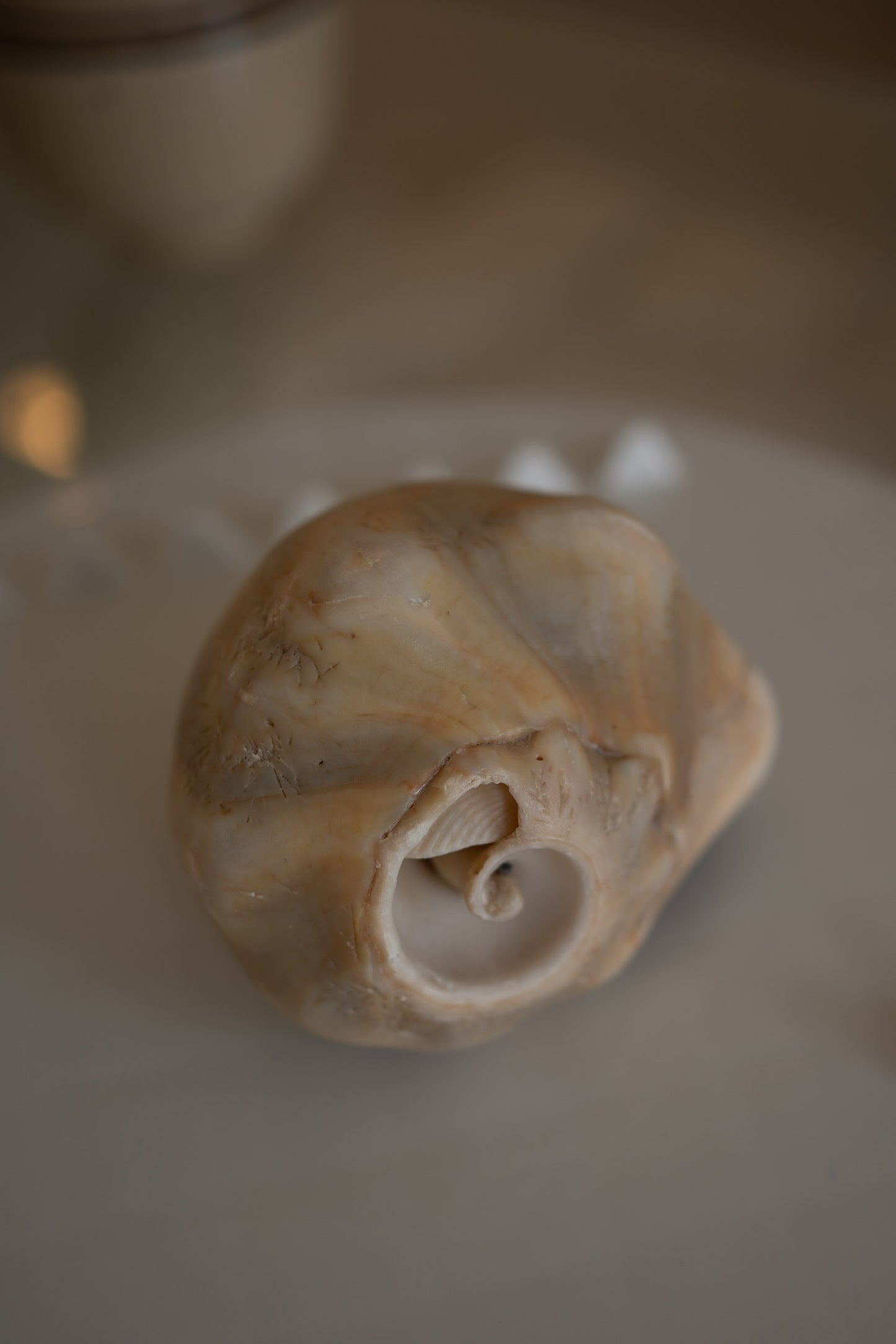 Decorative sea shell