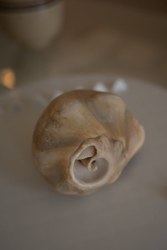 Decorative sea shell