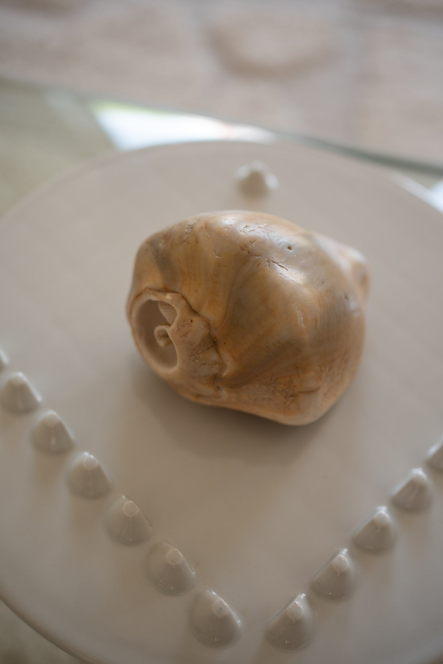 Decorative sea shell